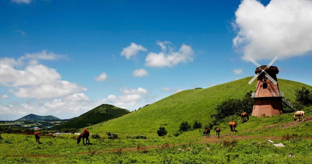 새별오름을 아래에서 바라본 장면. 자유롭게 거니는 말 무리와 풍차 사진