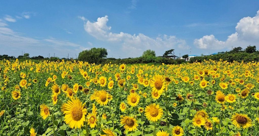 푸른 하늘을 배경으로 수천 송이 해바라기가 한 방향을 향해 피어있는 장면