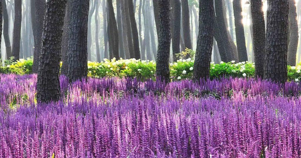 나무 그늘과 햇빛이 어우러져 신비로운 분위기를 자아내는 장면