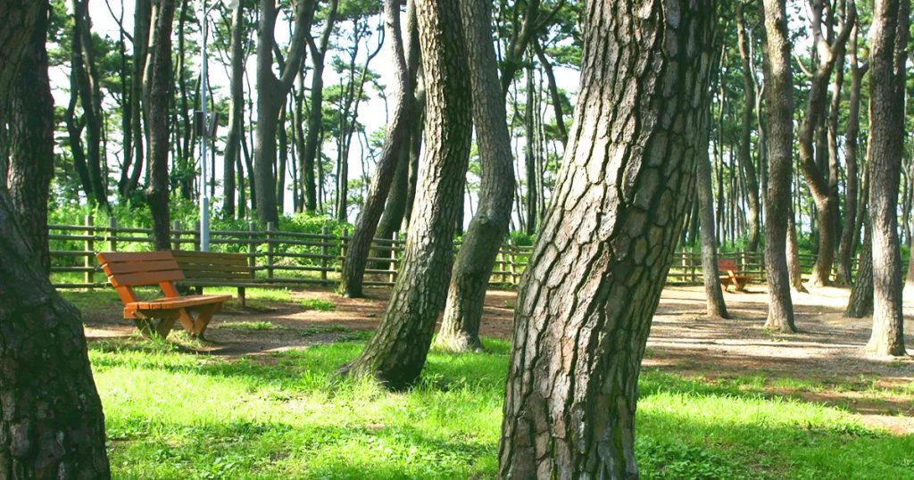 울창한 소나무 숲 속에 벤치가 놓여있고 나무 그늘이 드리워진 평화로운 산책로 사진