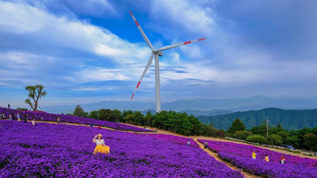 풍차와 보랏빛 별바람 언덕을 배경으로 찍은 어느 여인의 예쁜 모습