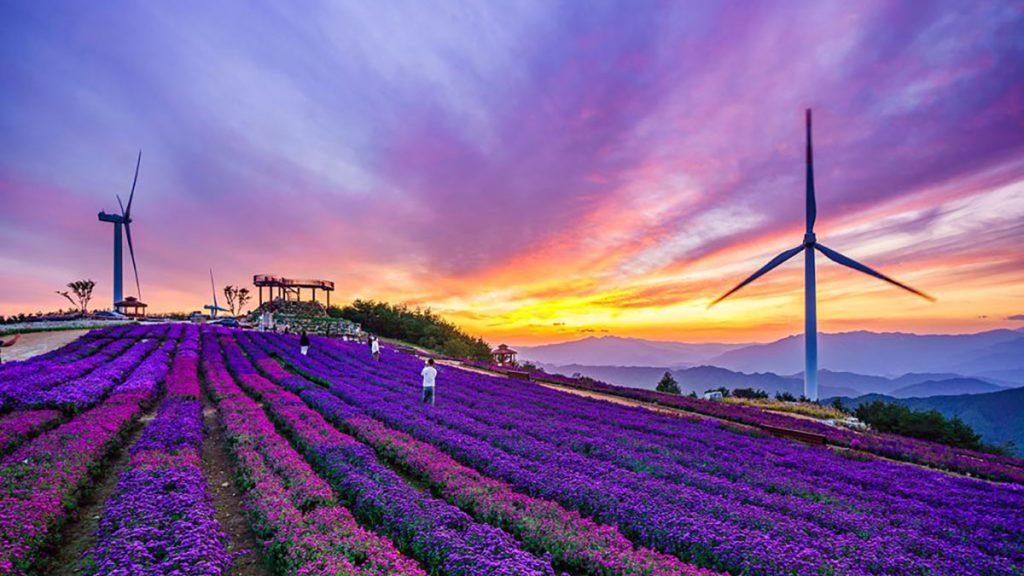 “단 24일뿐인 기회”… 거창 감악산에서 별 보며 꽃구경하는 특별한 축제