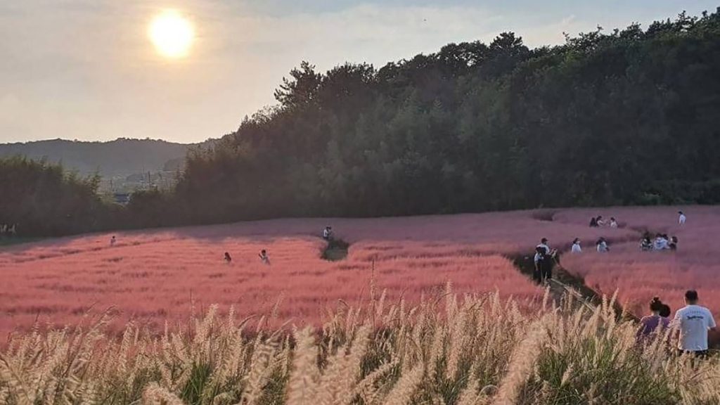 많은 사람들이 핑크뮬리 사잇길을 거닐고 있다.