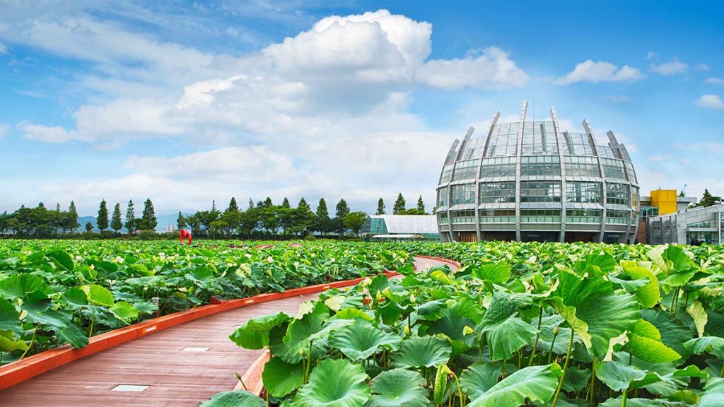 무안 회산백련지 연밭 중간의 산책로