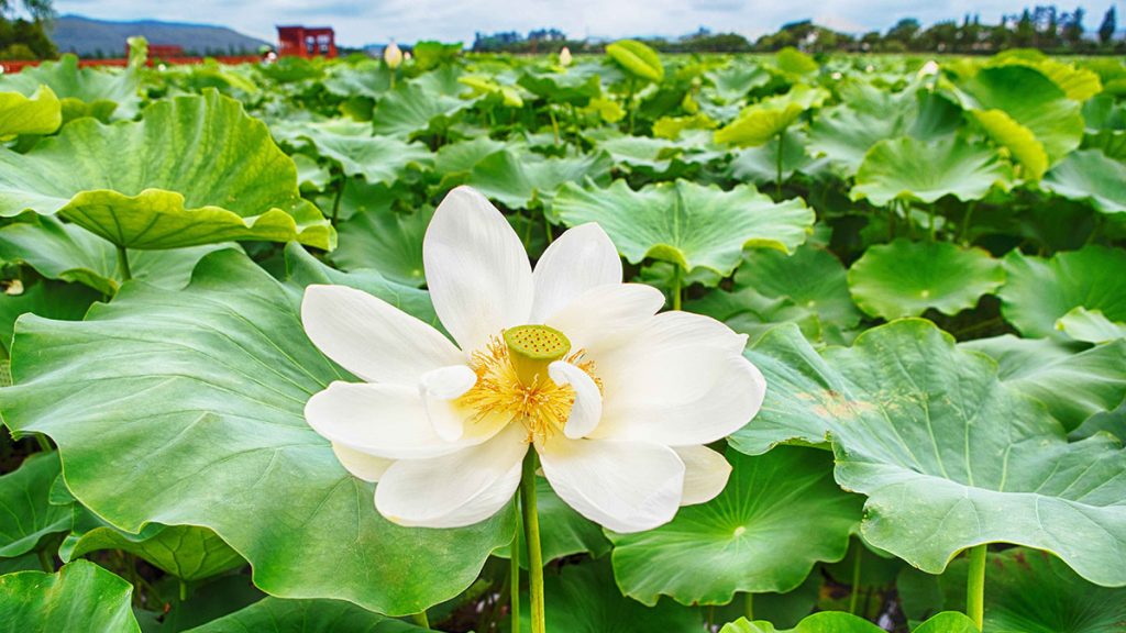 회산백련지의 연꽃이 하얗게 피어있다.