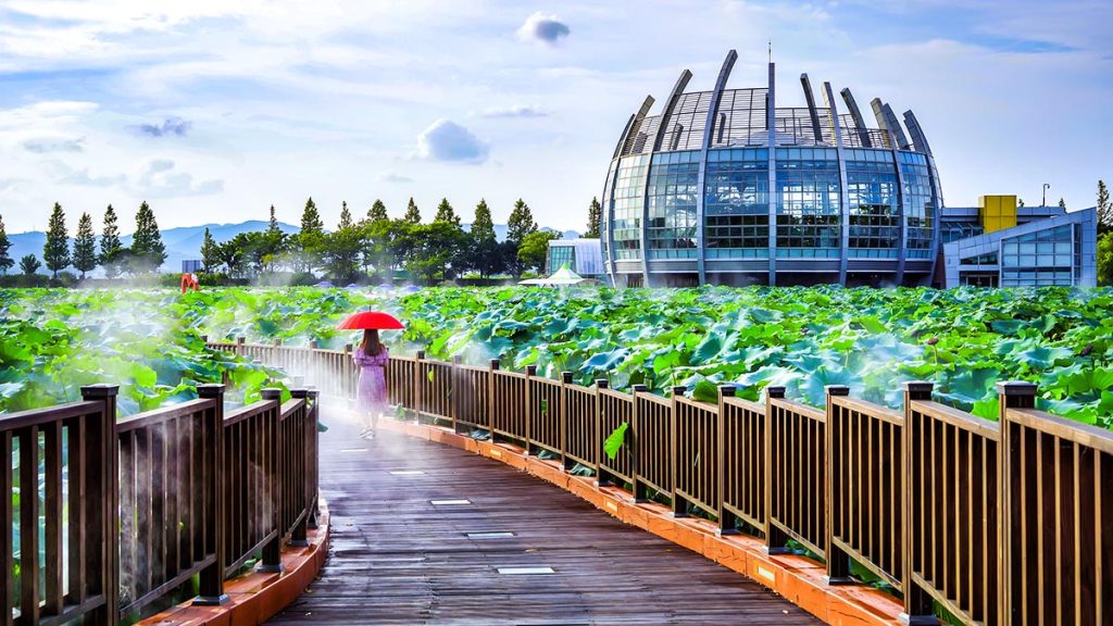 물안개가 핀 회산백련지의 데크 길 사이로 산책을 하는 사람의 모습