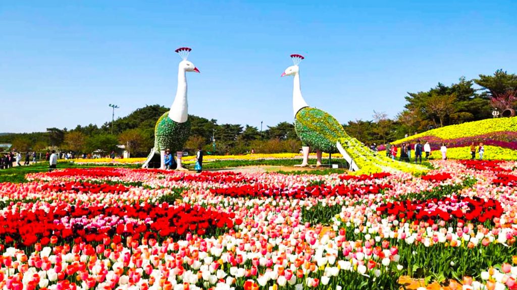 “축구장 14개 크기에 세계 각국 가을꽃이?”… 2025 태안 가을꽃박람회, 태안빛축제와 함께 즐기는 특별함