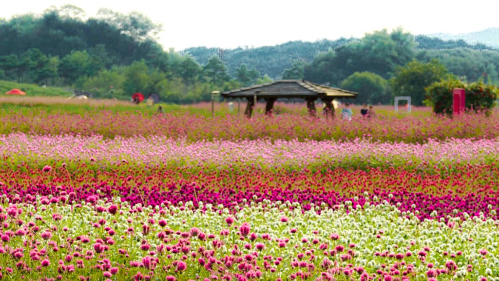 “9월 마지막 주가 골든타임”… 단 3일, 양주 천만 송이 천일홍축제 놓치면 1년 대기