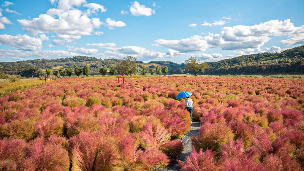 [임진강 전망대에서 내려다본 댑싸리공원 전경]