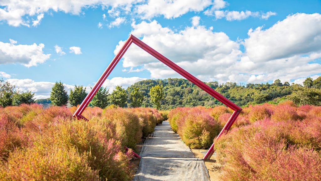 [황금빛으로 변한 댑싸리 사이로 난 산책로]