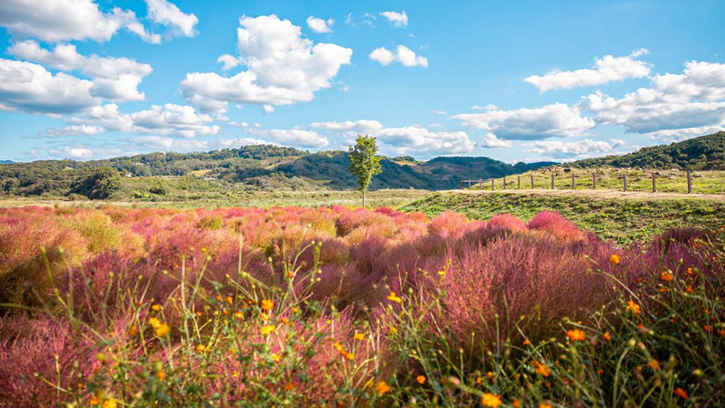 [평탄한 나무 데크로 조성된 무애 산책로]