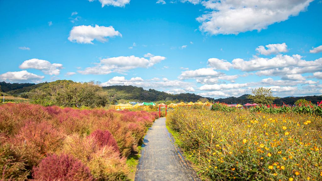 [공원 입구에서 바라본 댑싸리 군락지]