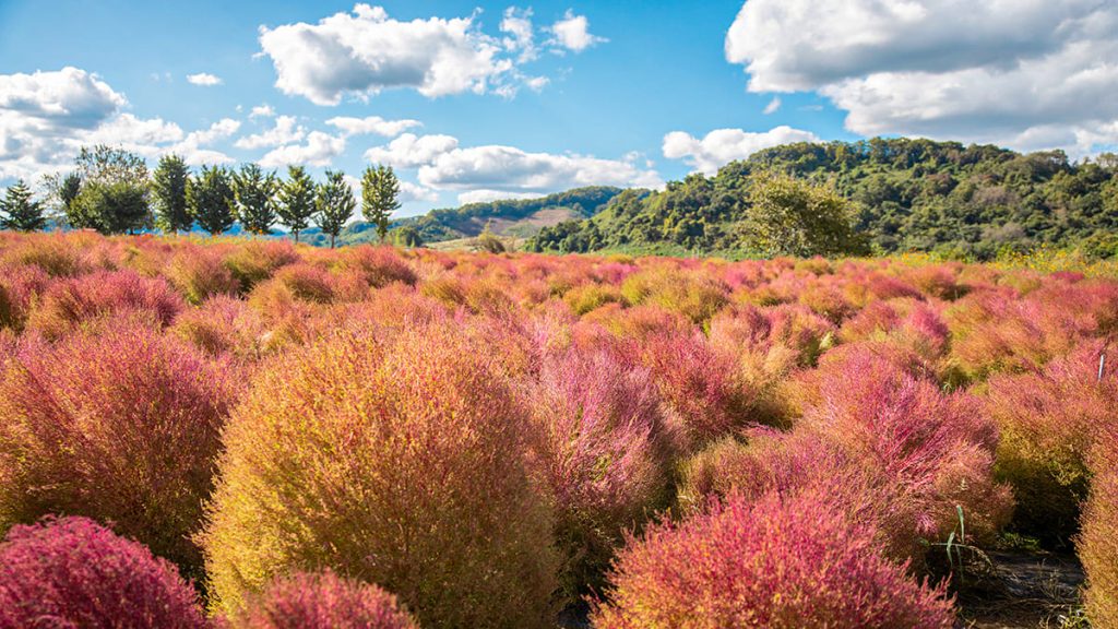 [임진강과 황금빛 댑싸리가 어우러진 파노라마 전경]